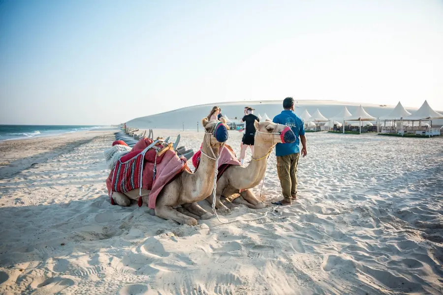 Camels resting on the sand at Khor Al Adaid, the inland sea